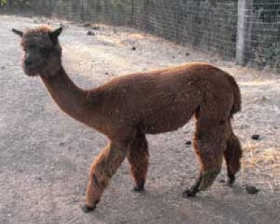 1st Cria